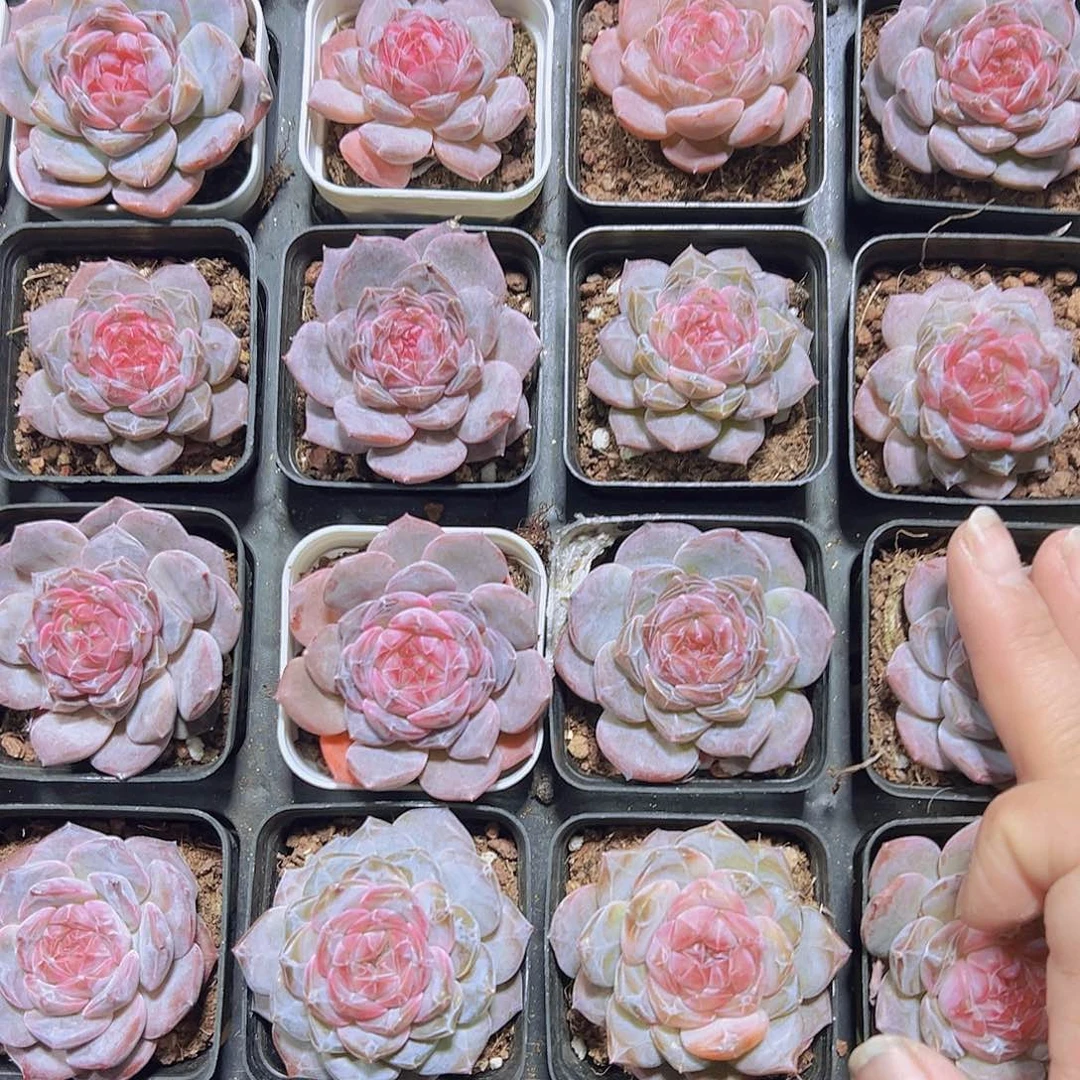 5.5厘米盆精品钻石冰魄2盆