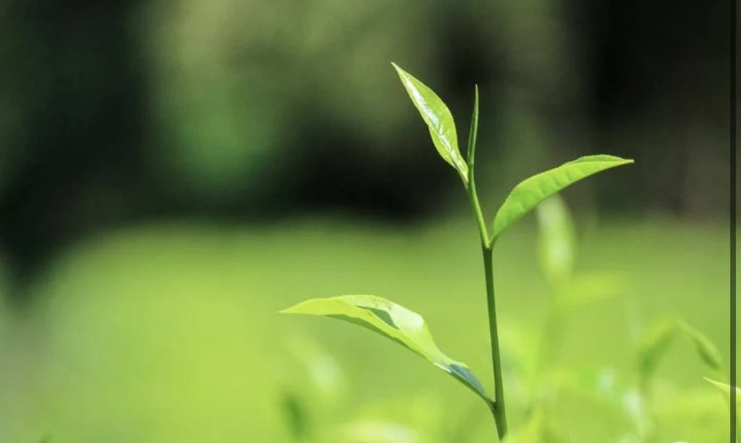 （50克品鉴装）俊东茶业通用链接3（直播时候拍）