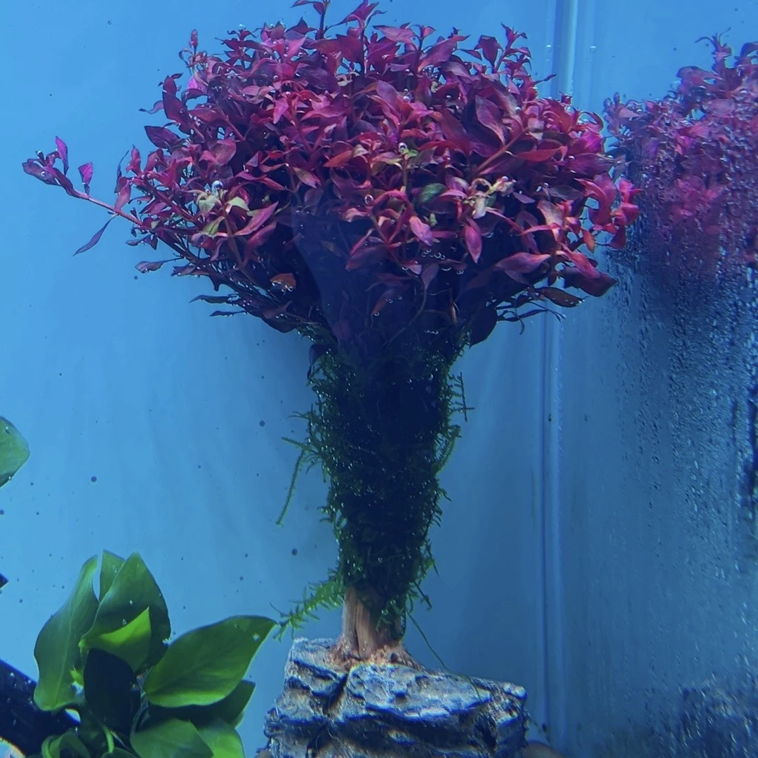 胭脂丁香双拼莫斯树水草【鱼缸造景】
