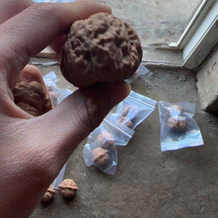 蓝***焰文玩核桃把件蛤蟆头