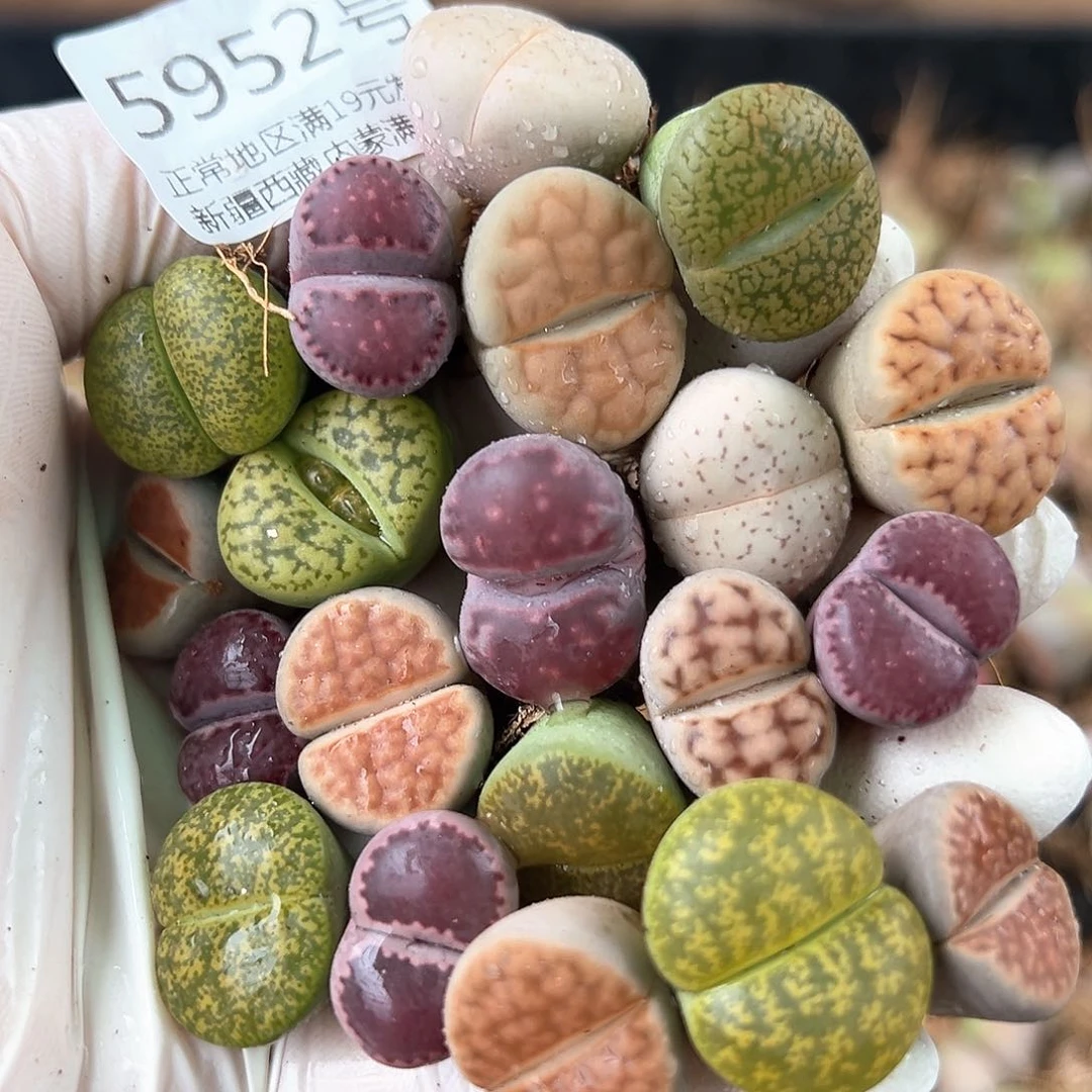 5952 好养易活生石花大母本20个