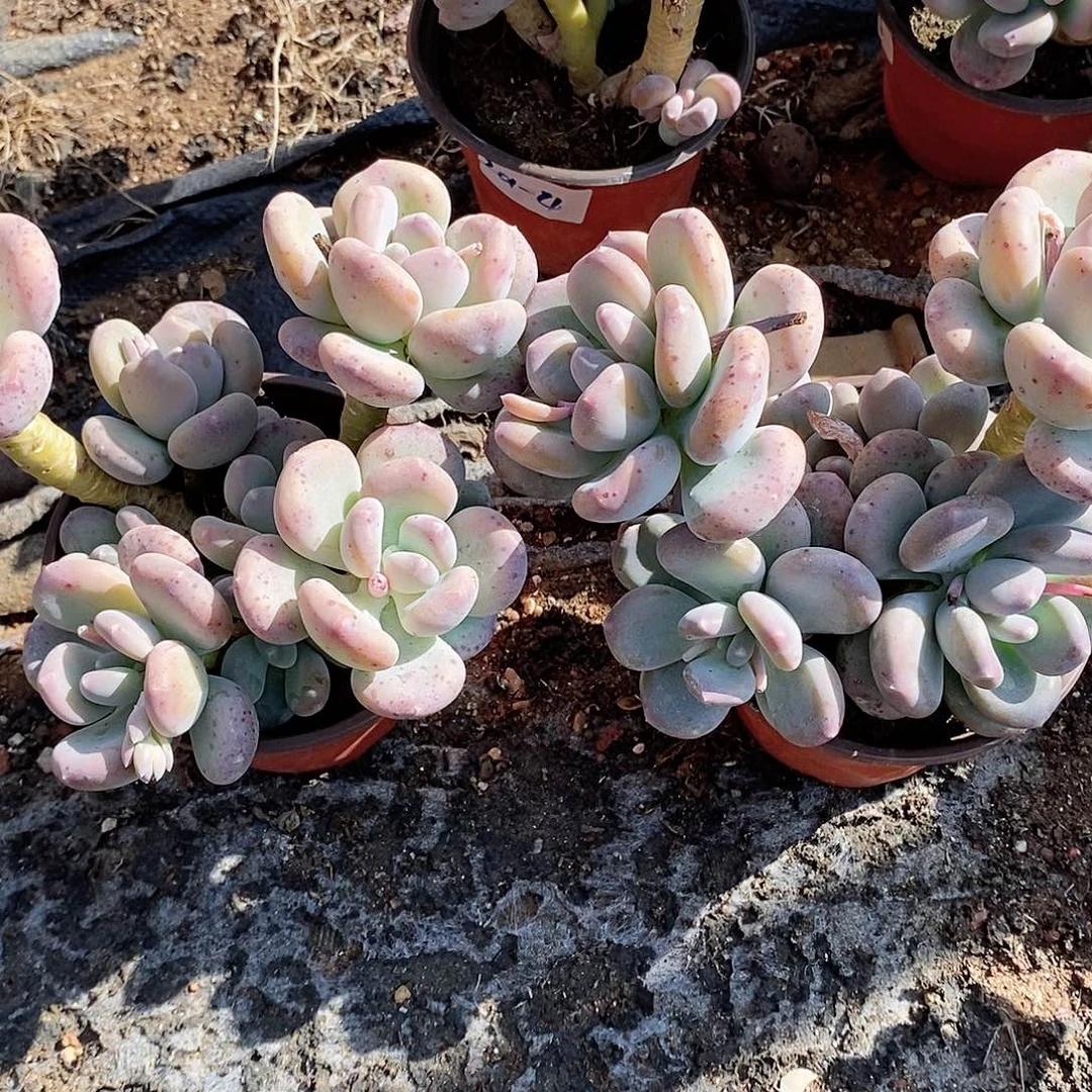 多肉植物咖啡美人两颗