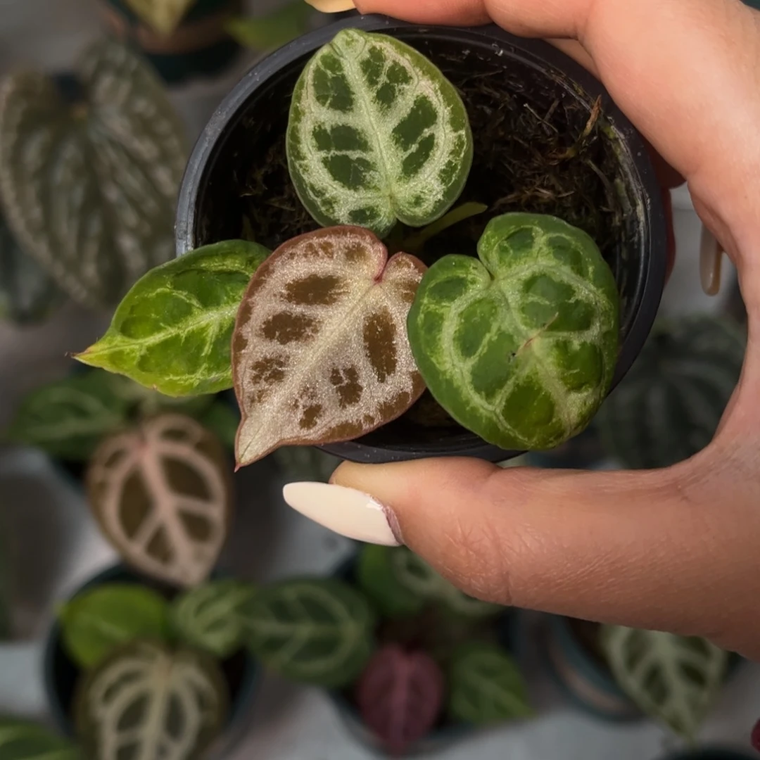 无花朵黑刷子杂红水晶