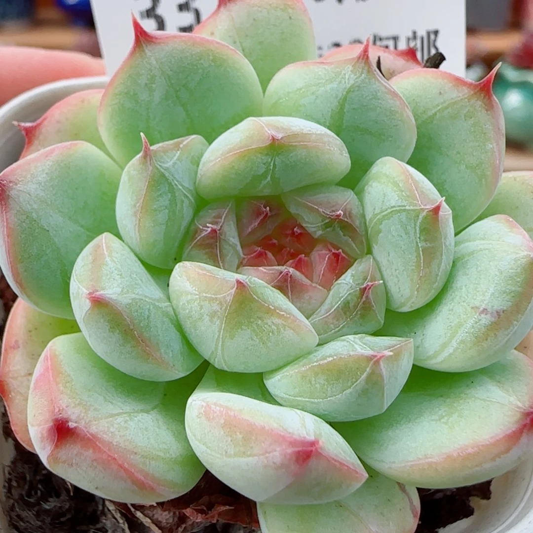 ャ***风花语逸镜1003-331白桃汽水