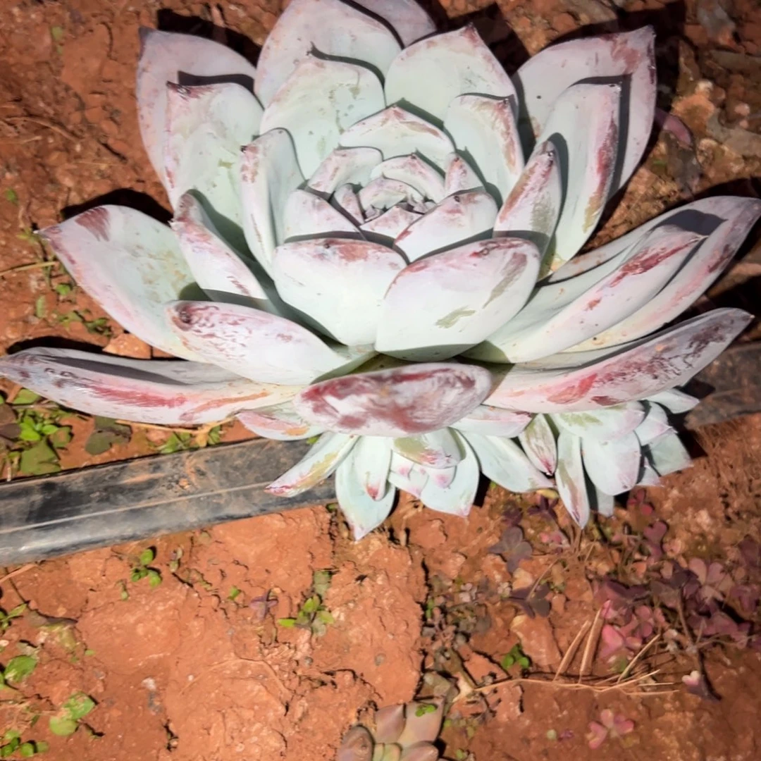 ****࿐卡系多肉植物多肉30