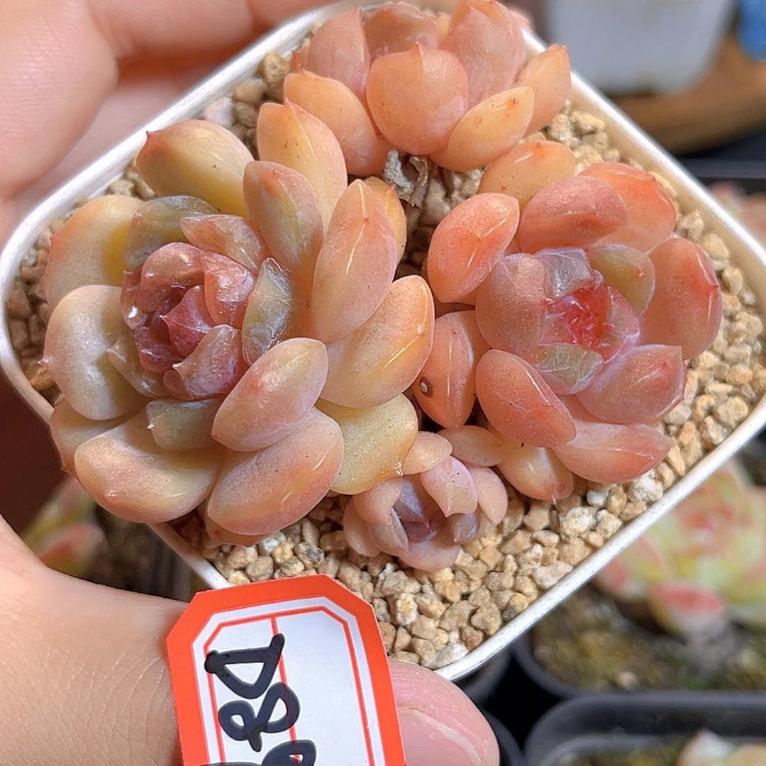 D898 一物一拍 红恋