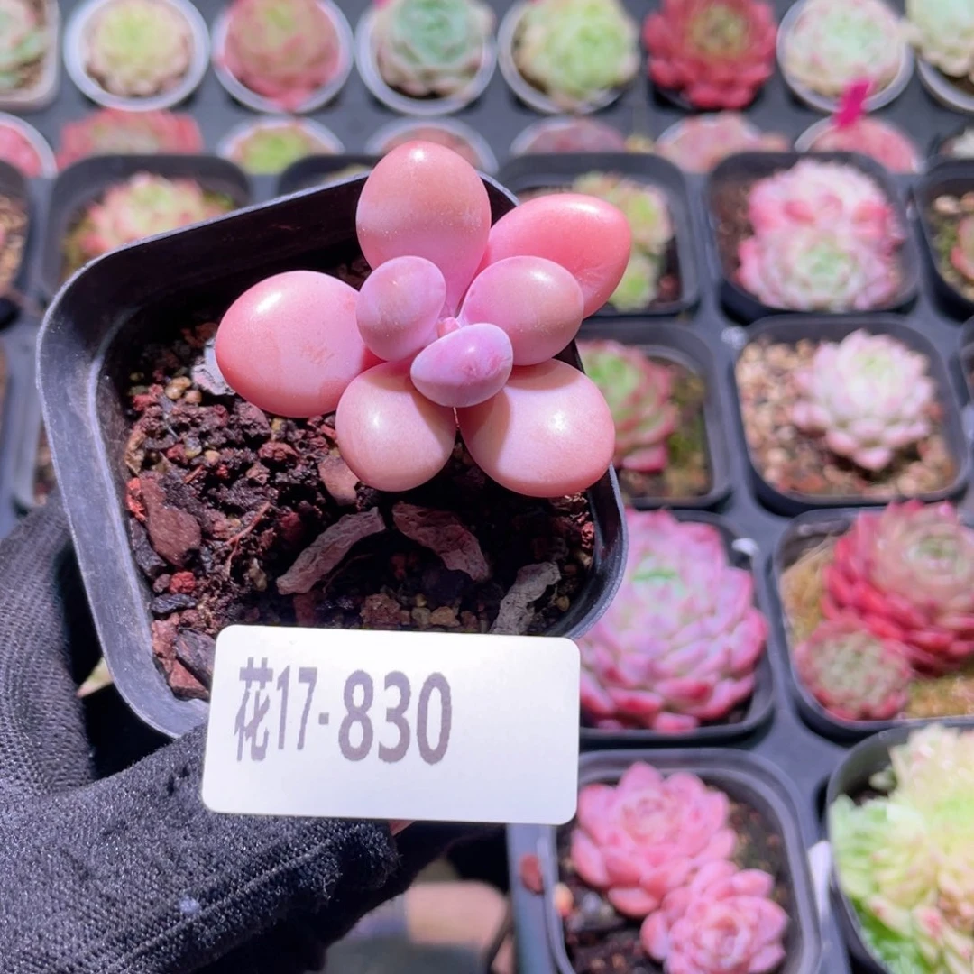 ❤️****花利美17-830桃蛋