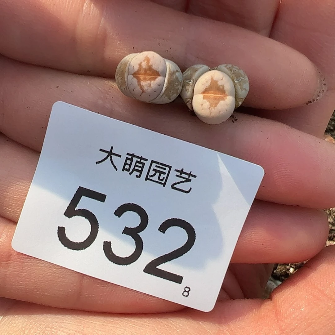 0000532量拍热唇2颗尺寸不大