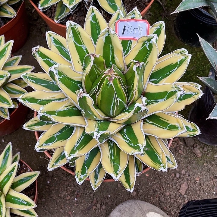 岁***.完全开放辉山龙舌兰