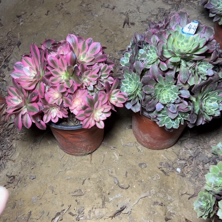 多肉植物断枝不包44