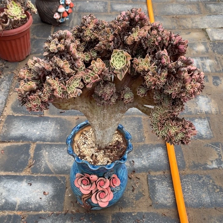 法师老庄缀化粉女巫