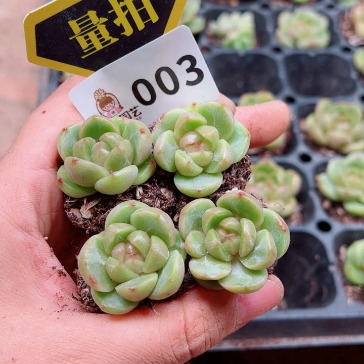 多肉植物多肉植物