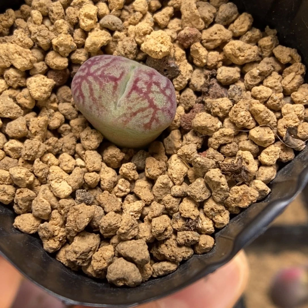 多肉植物肉锥杂交K-4741