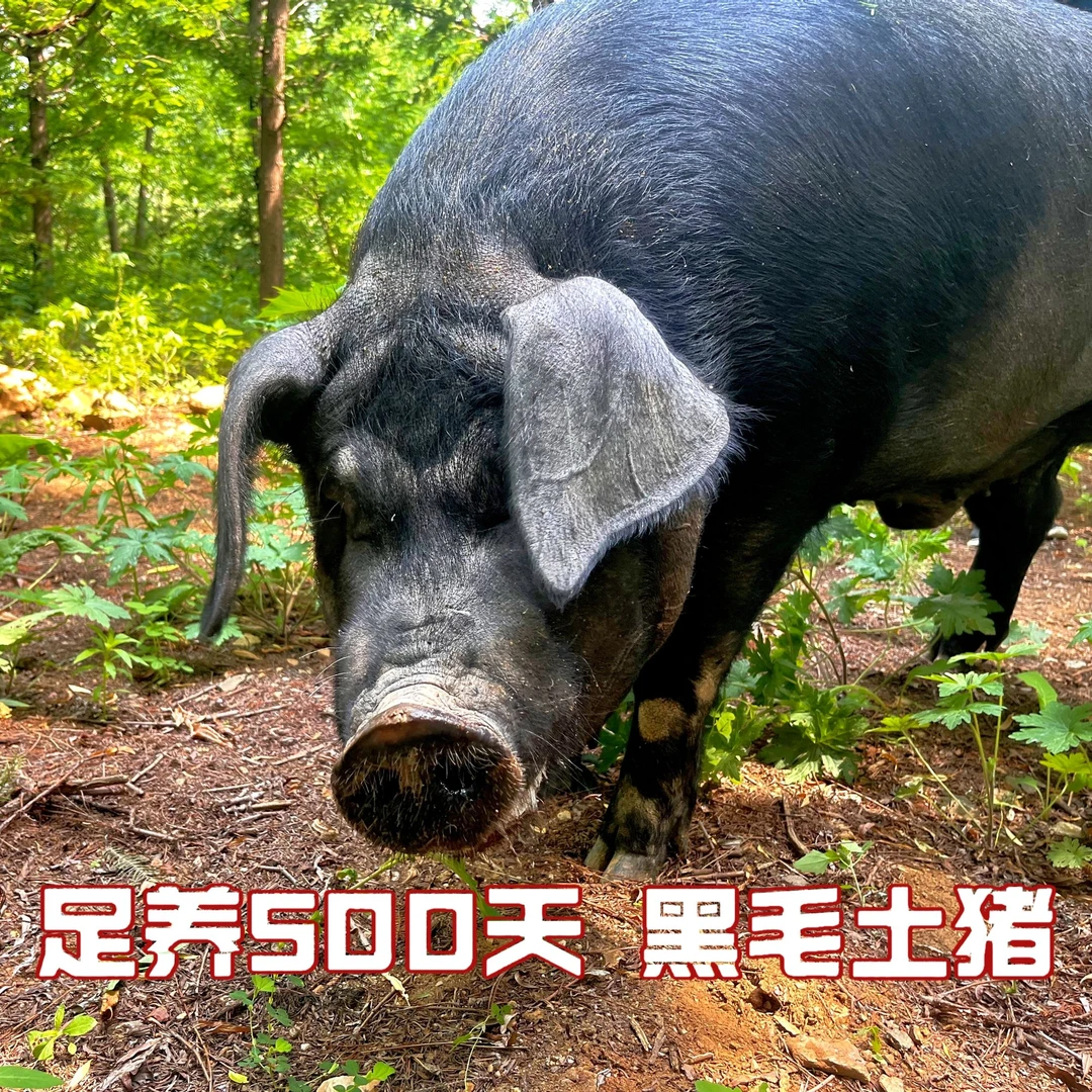 农场直发黑毛土猪 5斤排骨