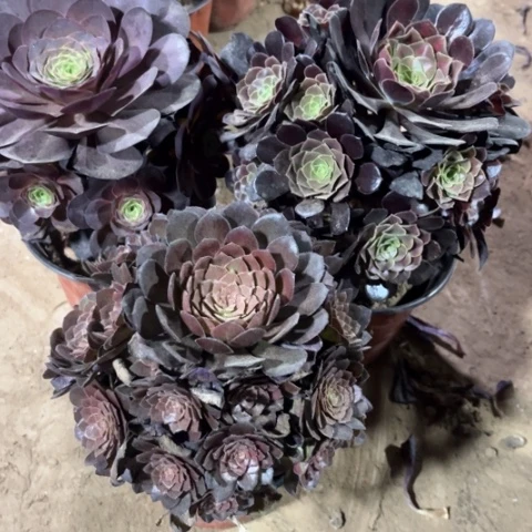 311多肉植物组合