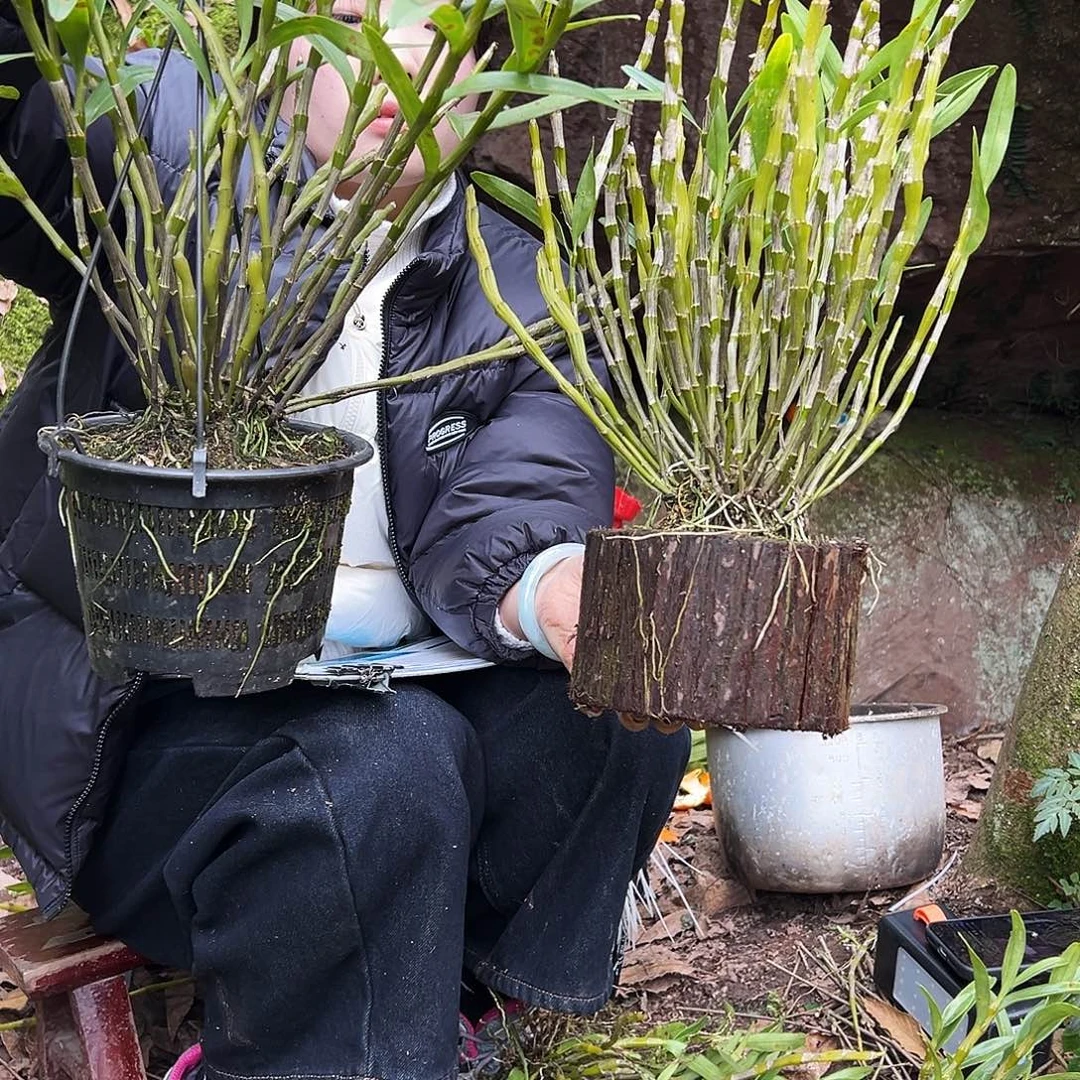 无花朵金钗石斛，高山石斛，深山石斛