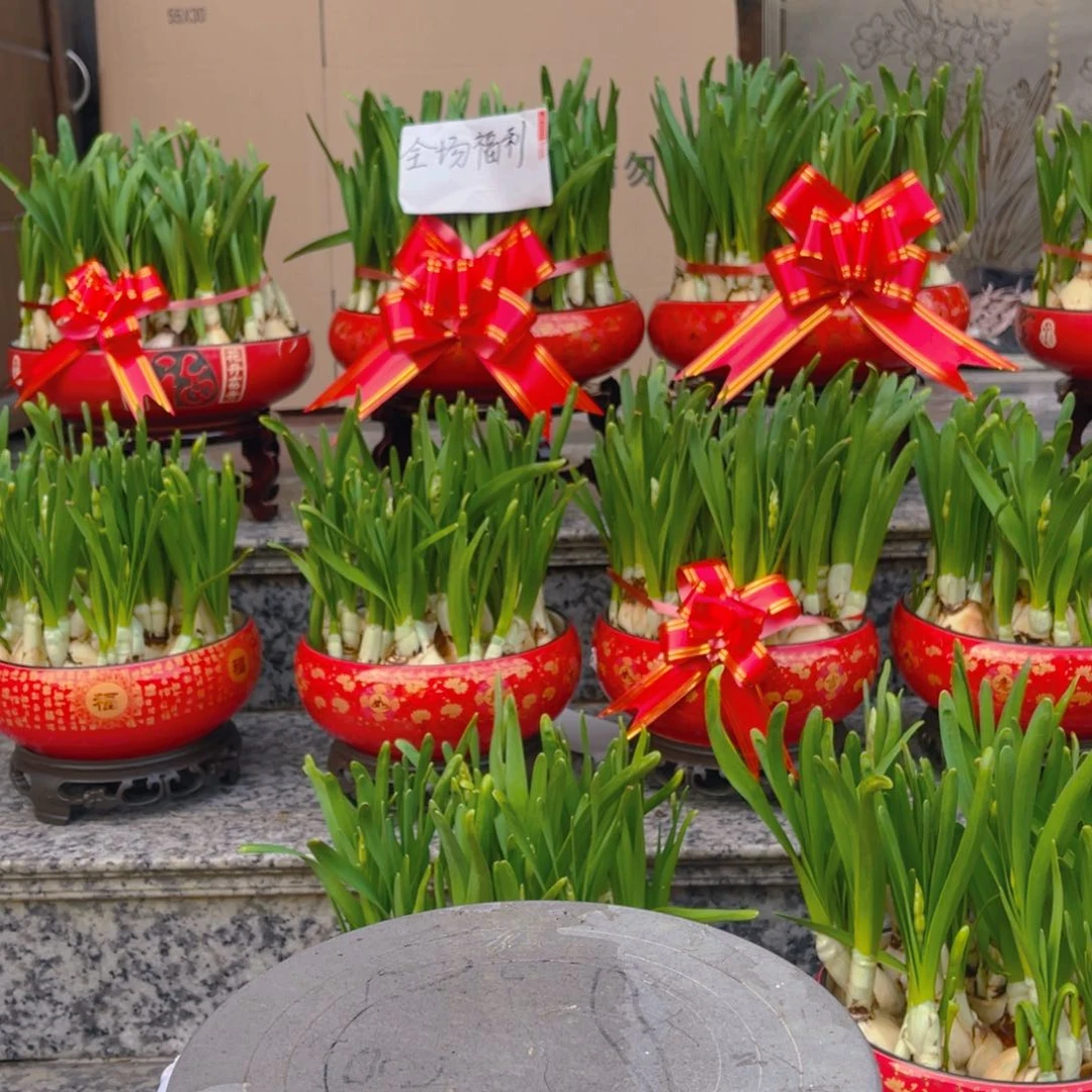 大*5535水仙花2盆