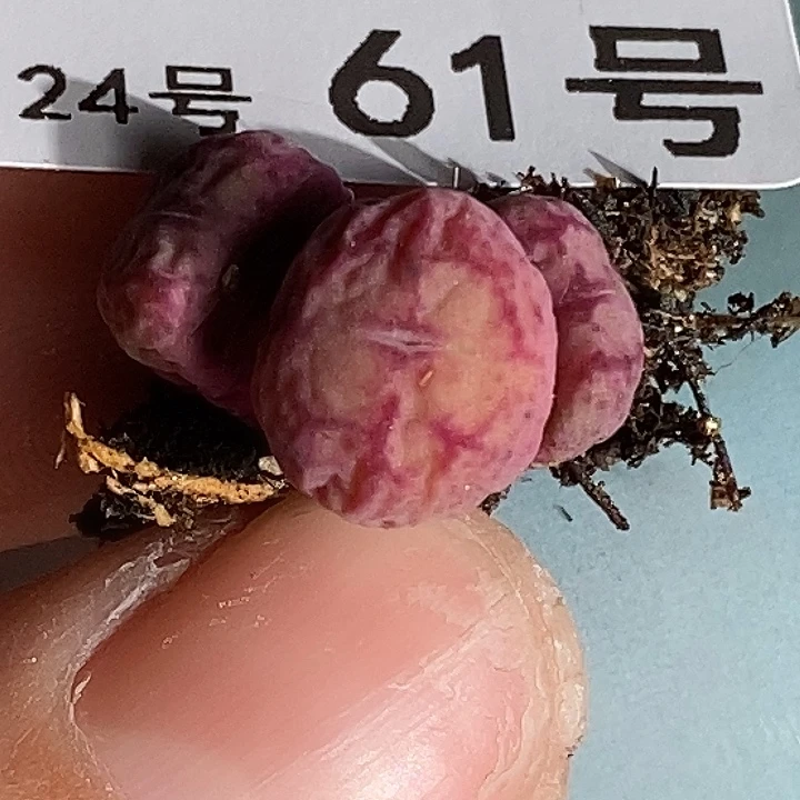 ?***a桃喜花园0224-61猴