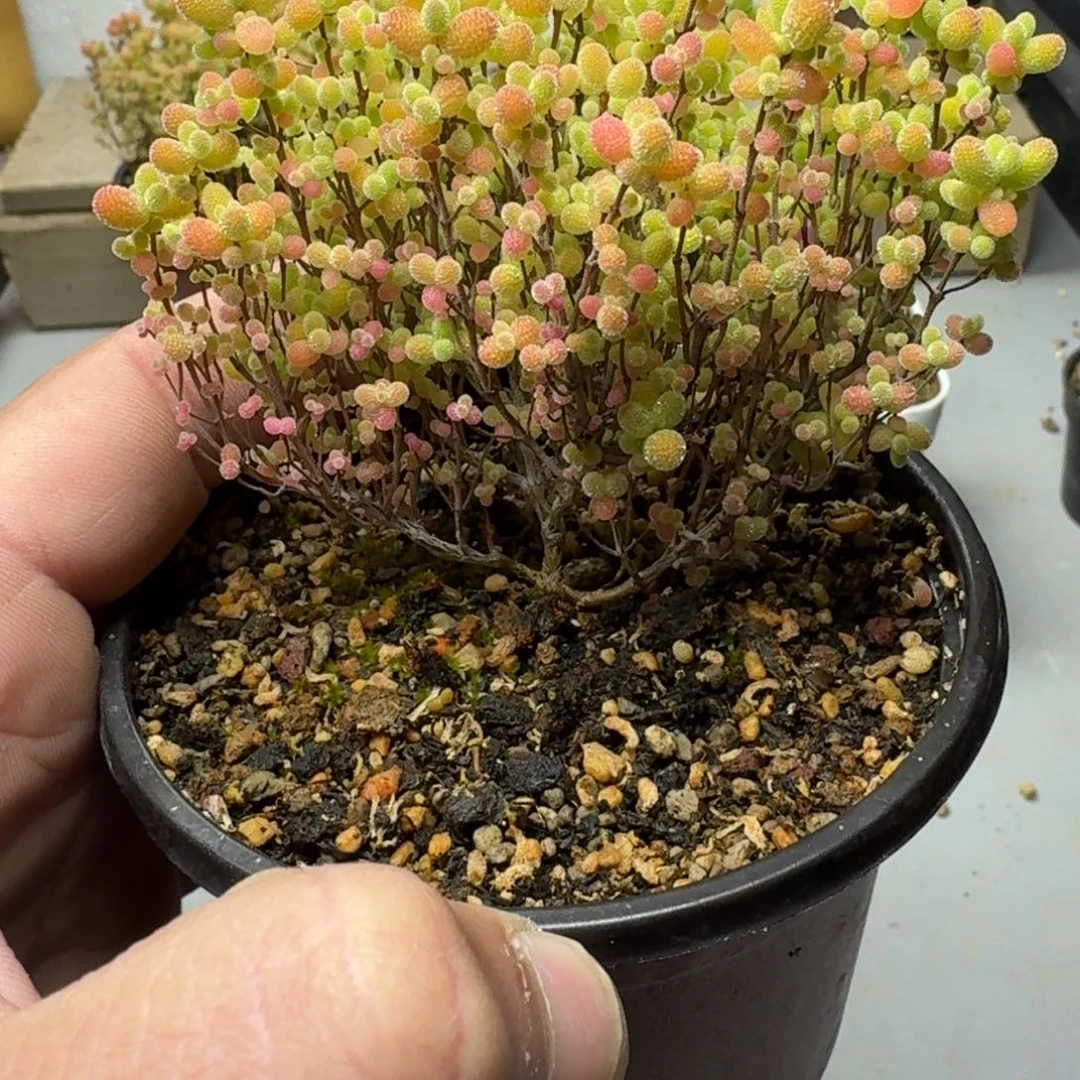 蜜橘 多肉植物枝干