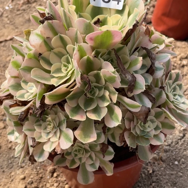 无花朵734多肉植物粉女巫
