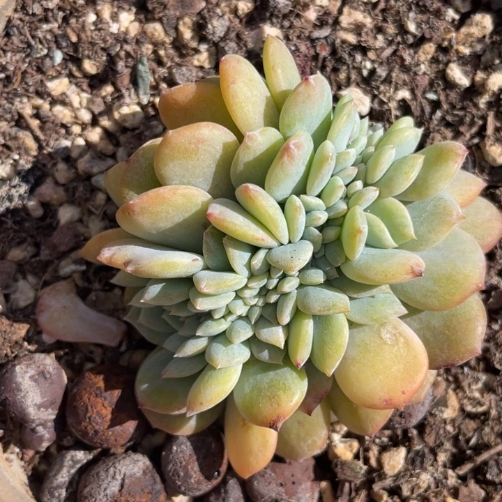 凤橙缀化，v板，包正版