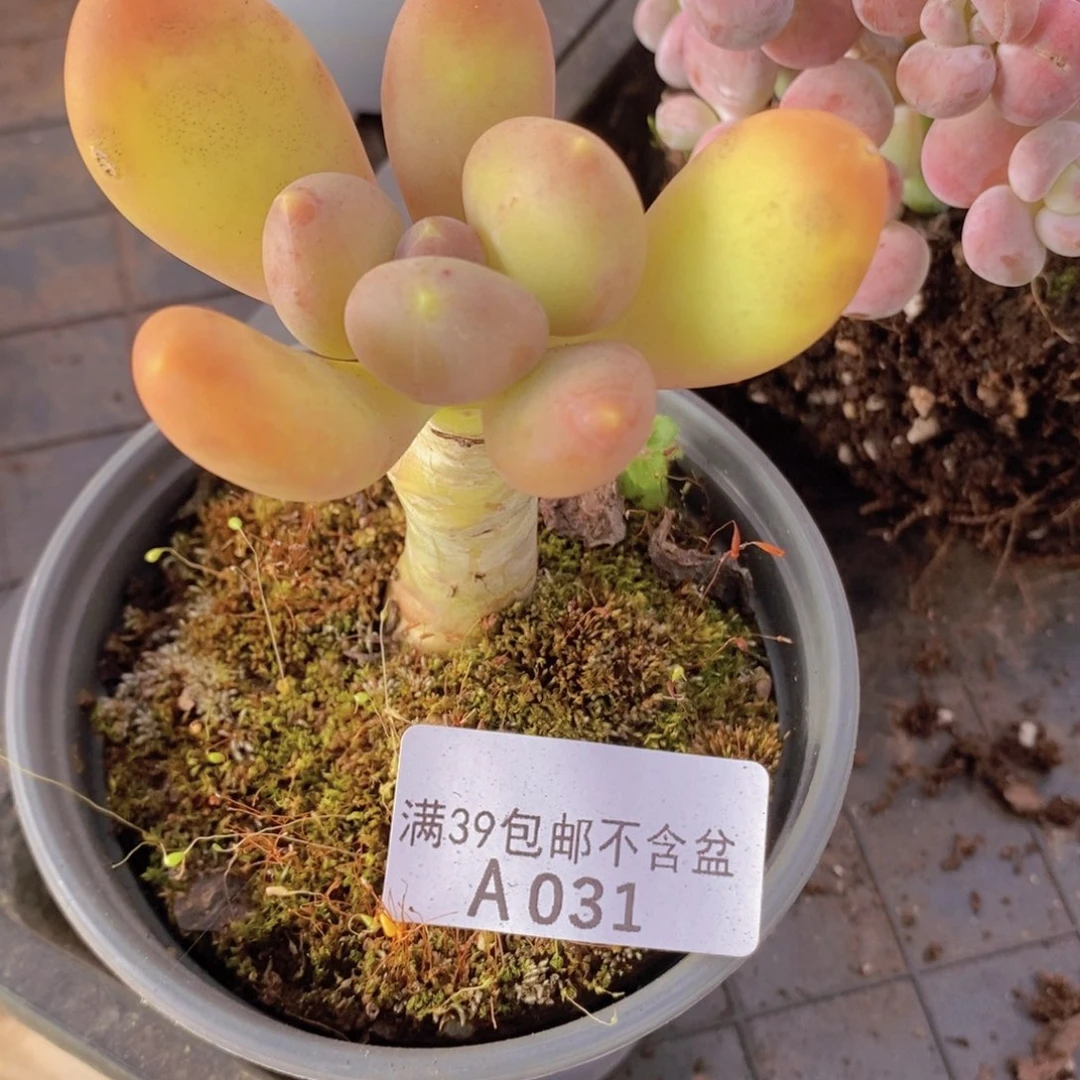 芒果奶单头031多肉植物