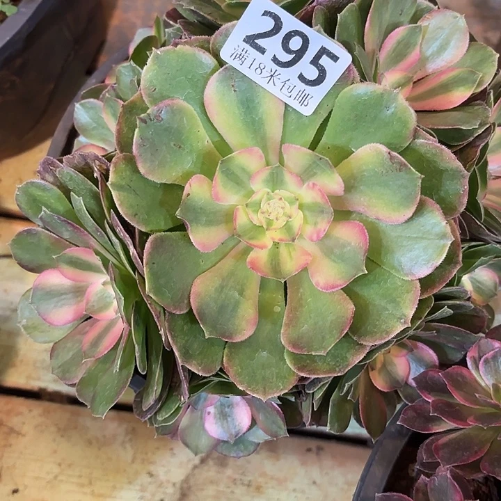 295荔枝捧花掌心多肉法师锦