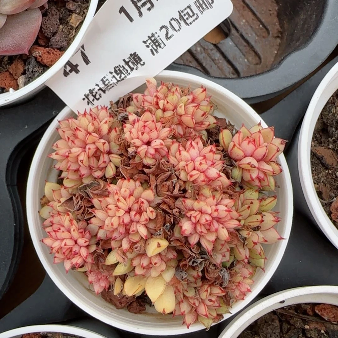 花语逸境0120-47甜茶