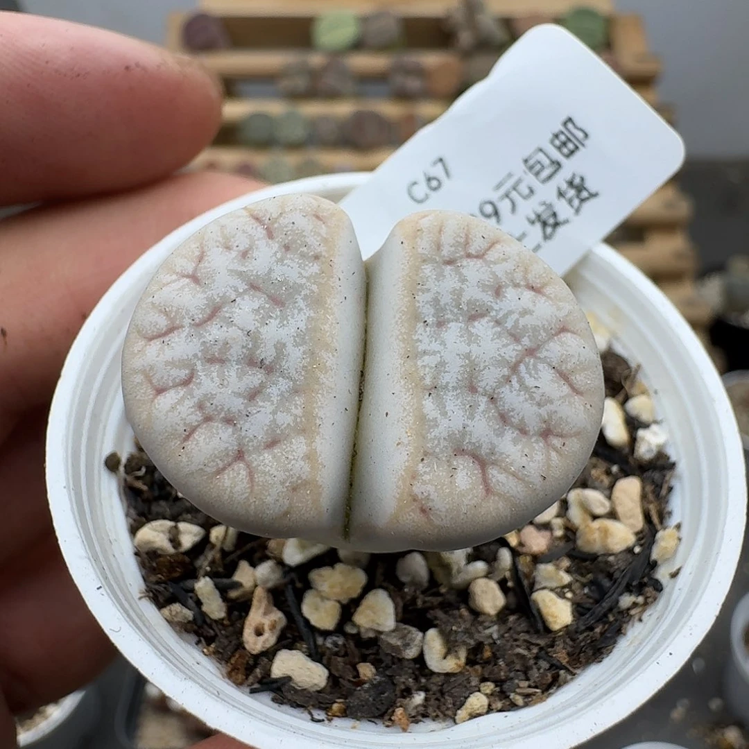 67多肉哈哈哈哈哈哈哈哈