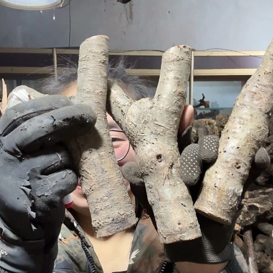 香榧木跳**恼火琉璃的毛料吧，料