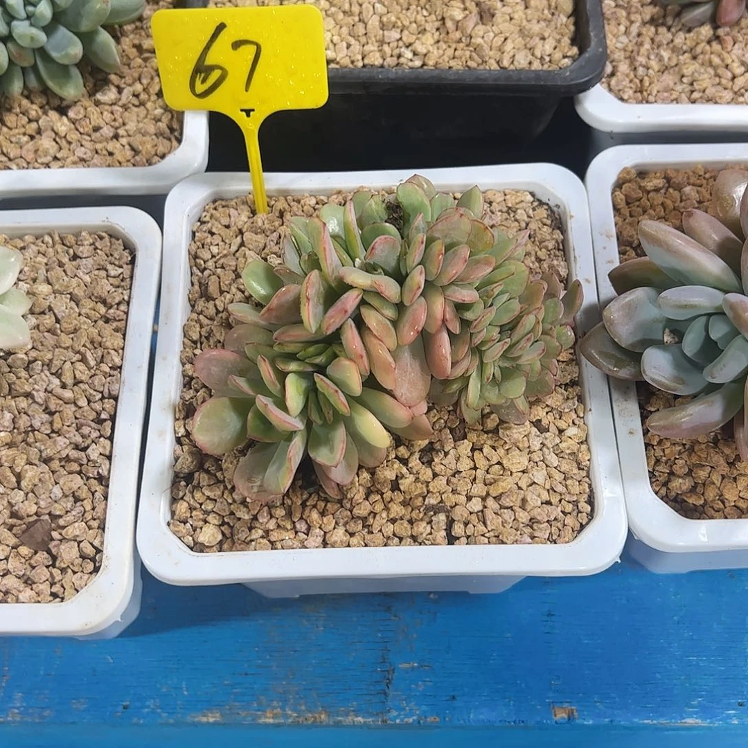 雪碧缀化锦多肉植物