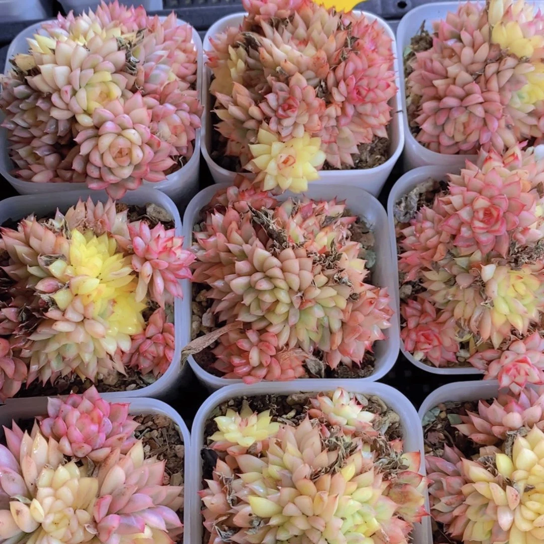 1116-20-精品女雏锦多头一个