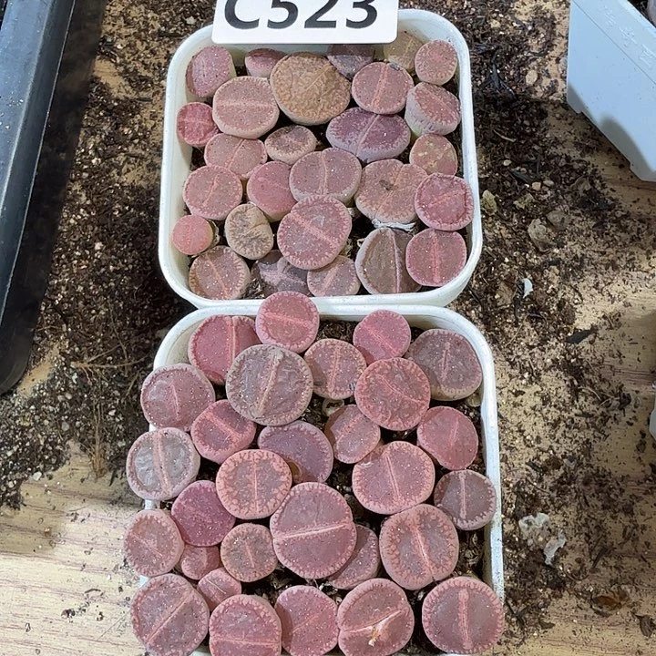 523生石花ko拼盆带盆土