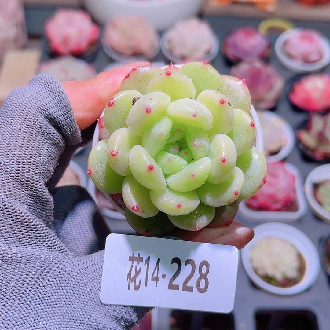 花14-228新品珍妮