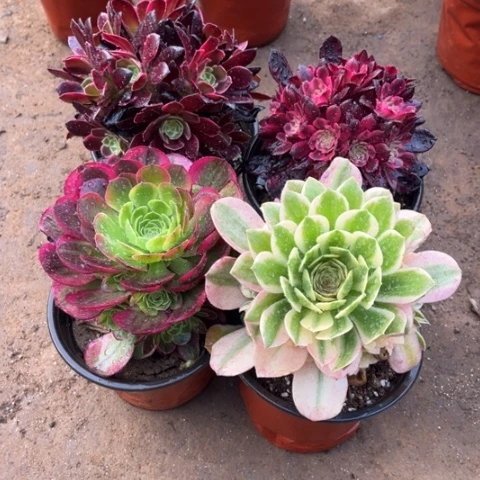 278多肉植物组合