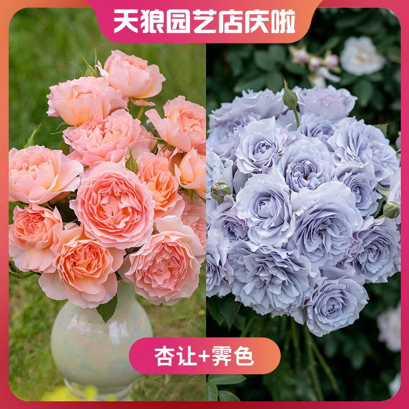 【店庆啦】天狼月季  杏让 霁色  自育月季1.2升盆套餐丰花灌木