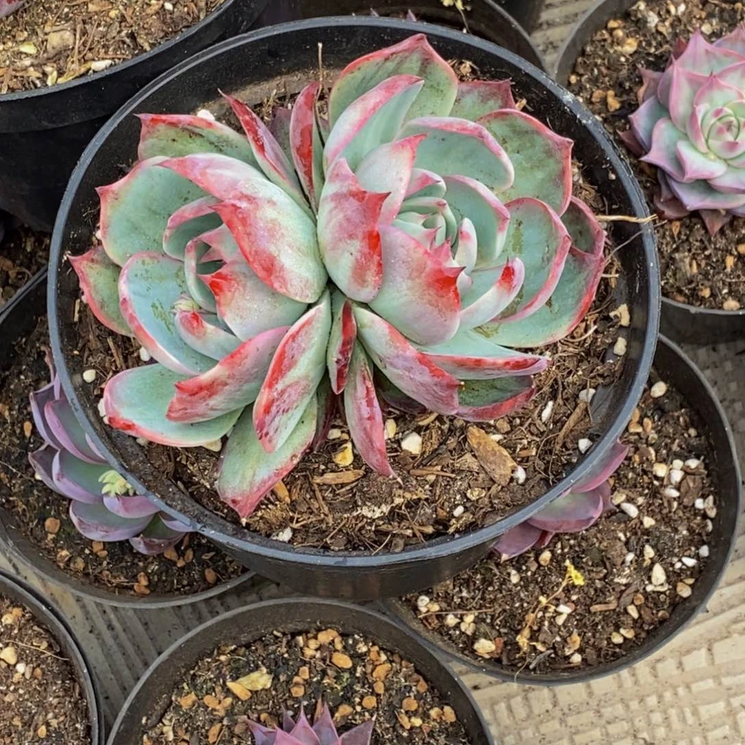 遵****丽48包邮一物一拍多肉植物