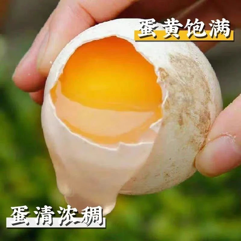 农家散养正宗土鹅蛋新鲜现捡现发全国包邮