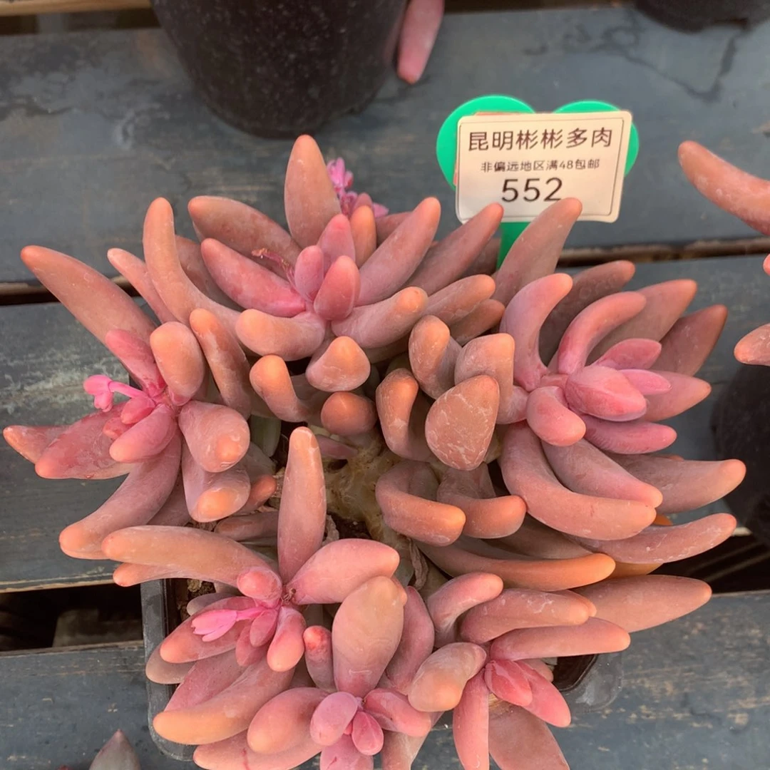 红手指无砍老桩552