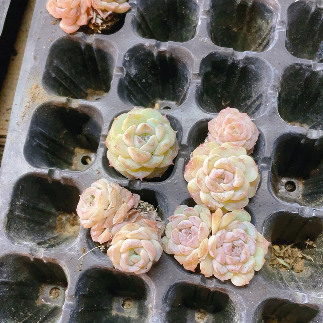 小菊花5个 满25包邮