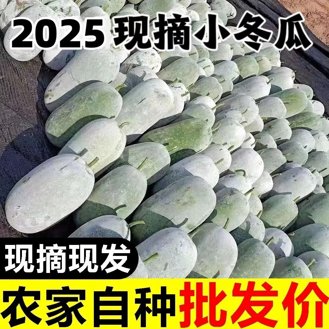 【现摘现发】水果小冬瓜迷你冬瓜新鲜采摘可生吃凉拌炖菜冬瓜5/9斤