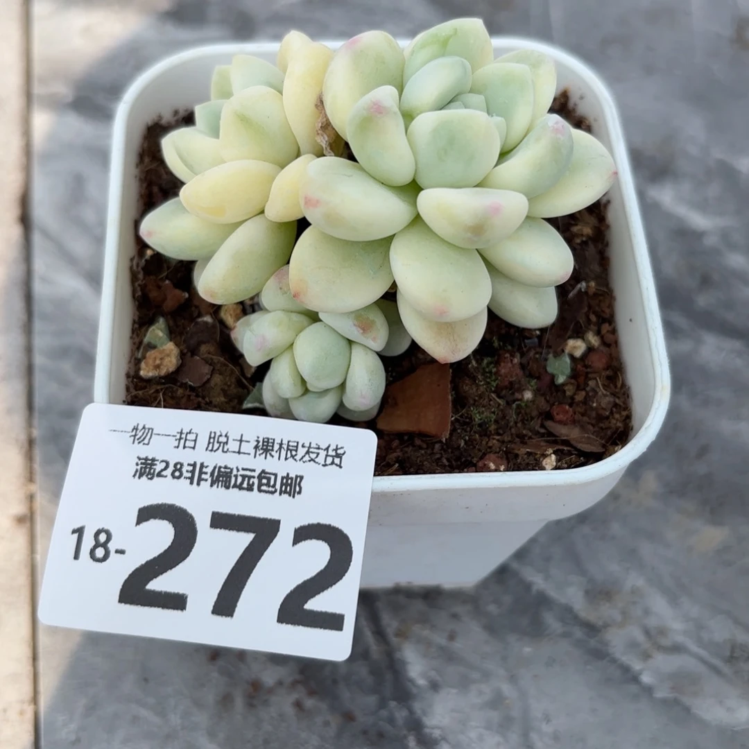 劳尔锦多肉多肉多肉