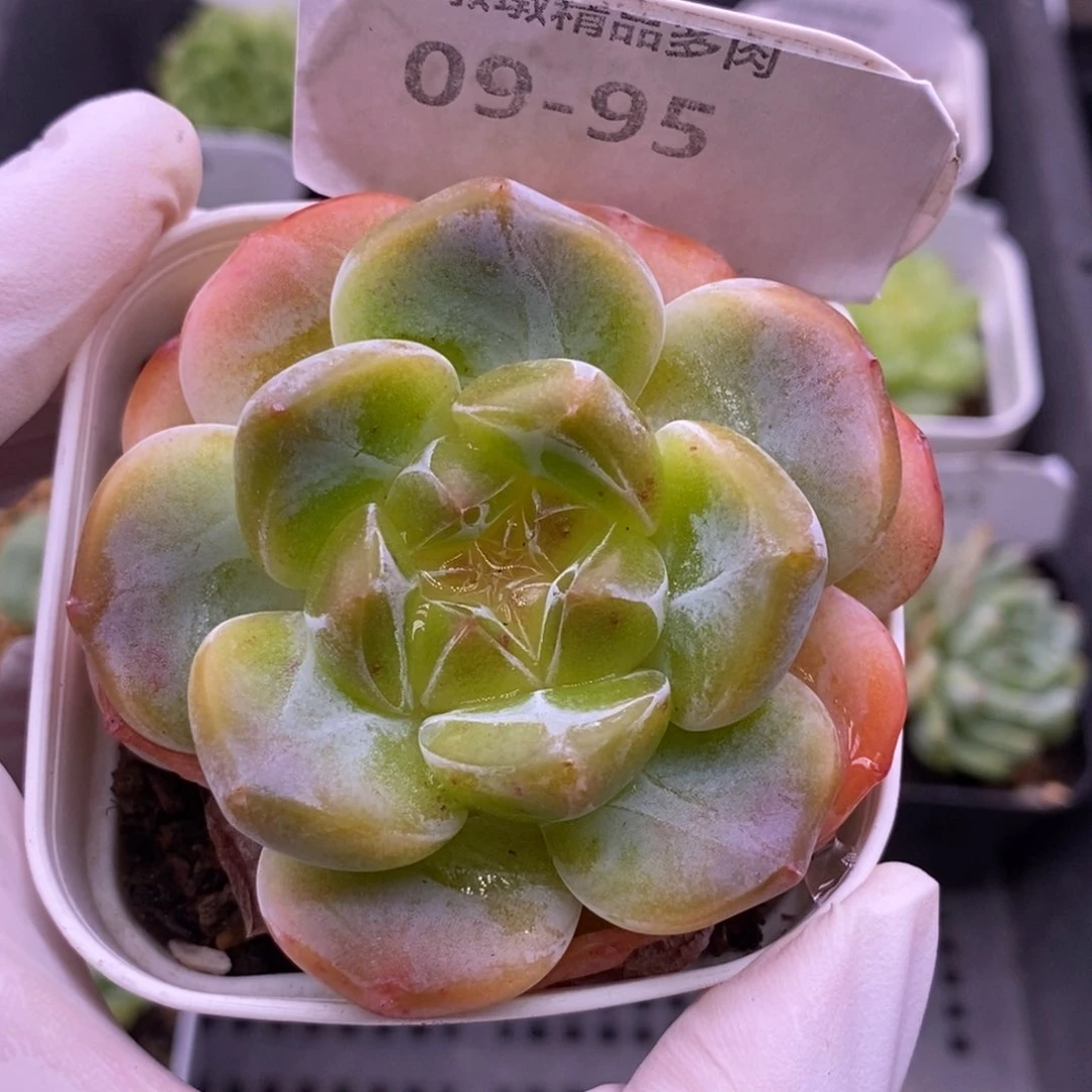 【闪购商品】09-95