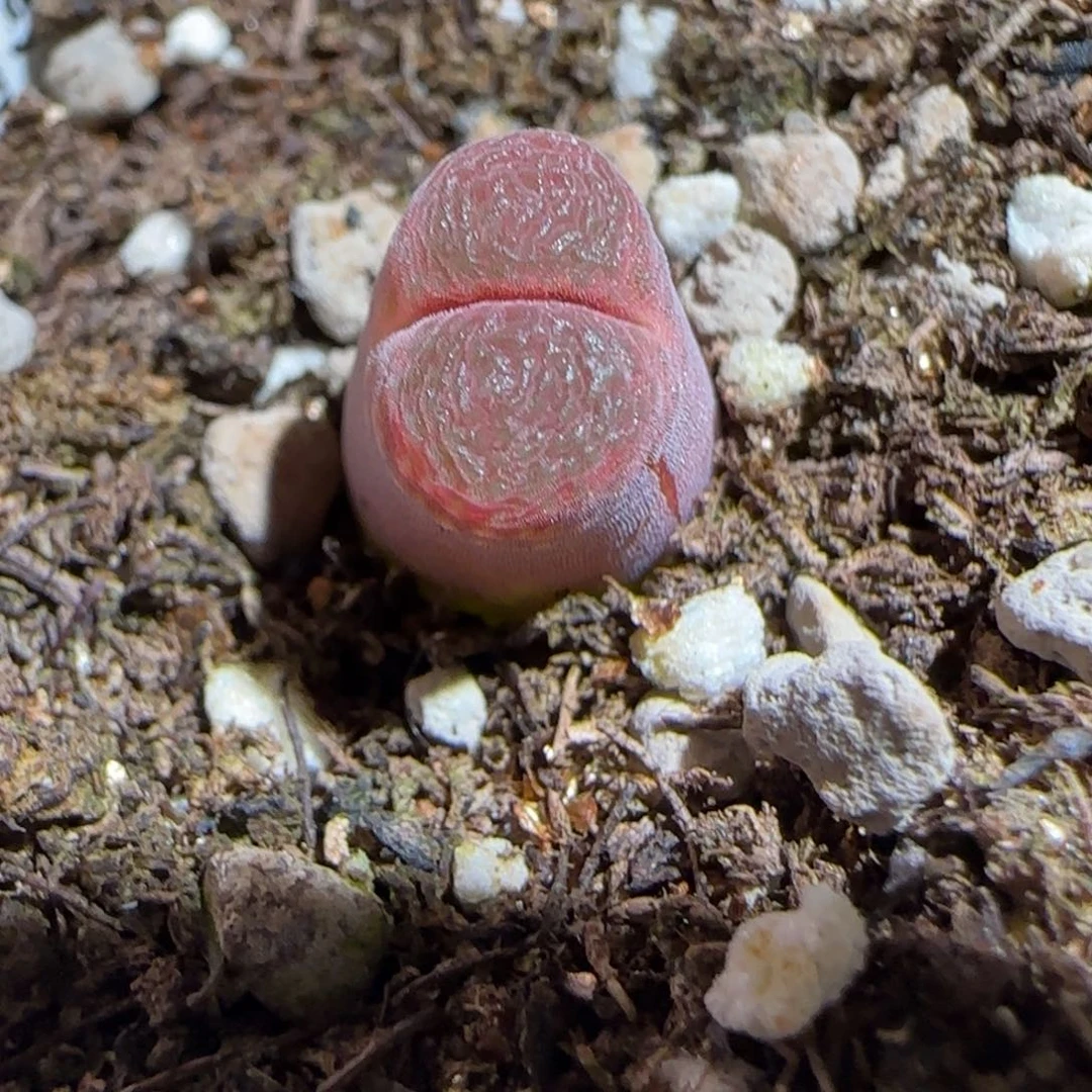 肉锥多肉植物组合-泰坦峡谷1110