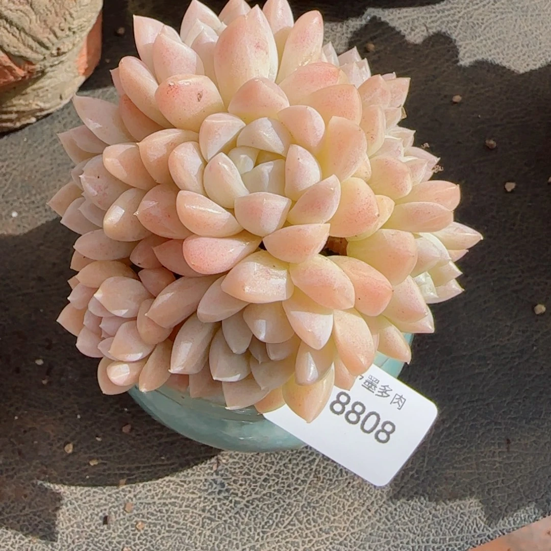 月影群，8808多肉植物