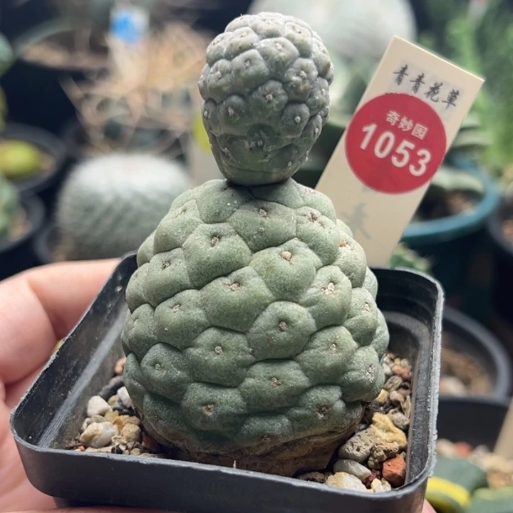 自根双头大型无刺习志野4.8cm