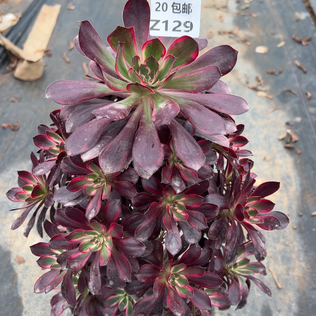 129芬迪，满20包邮嘟叮熊