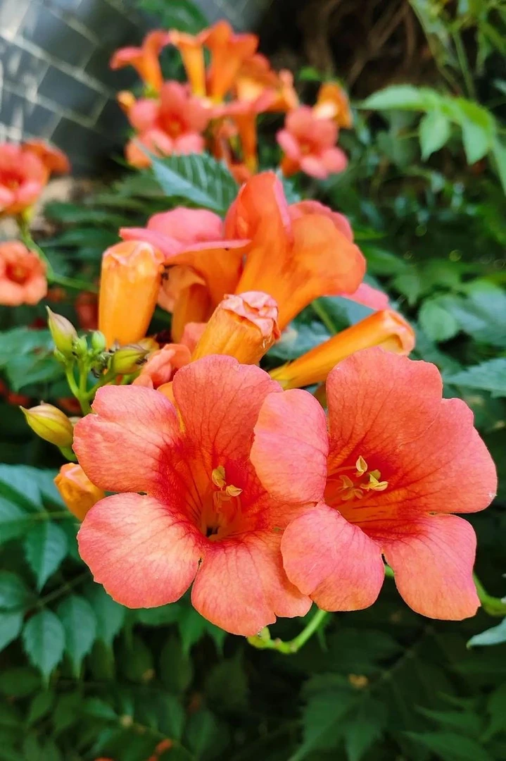 耐寒凌霄花苗爬藤植物适合庭院盆栽阳台墙壁楼顶护栏绿化