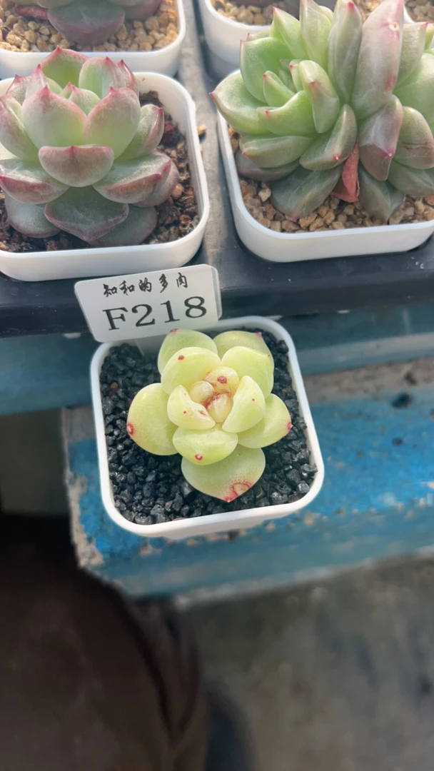 知和的多肉F218专拍链接