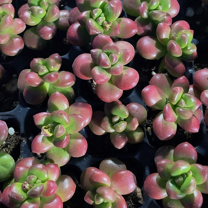 小丸叶松绿1元带土发